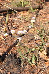 Afroaster serrulatus