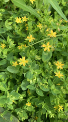 Hypericum