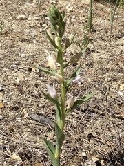 Epipactis
