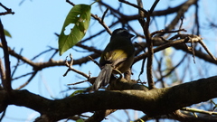 Saltator similis