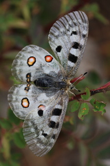 Parnassius apollo