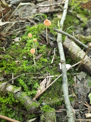 Mycena acicula