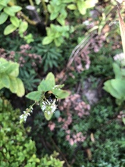 Eristalis intricaria