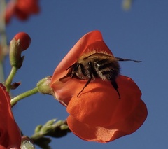 Bombus pascuorum