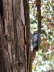 Dryobates nuttallii