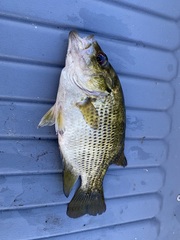 Ambloplites rupestris