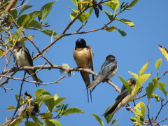 Hirundo rustica erythrogaster