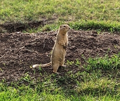 Urocitellus richardsonii