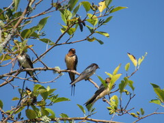 Hirundo rustica erythrogaster