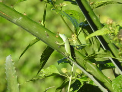 Anolis peynadoi