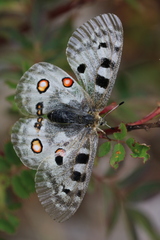 Parnassius apollo