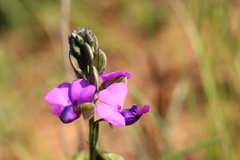 Polygala gracilenta