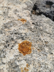 Teloschistaceae