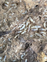 Reticulitermes flavipes