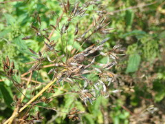 Erysiphe heraclei