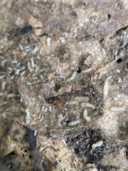 Reticulitermes flavipes