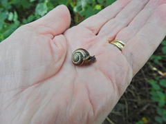Cepaea nemoralis