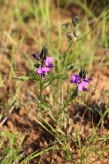 Polygala gracilenta