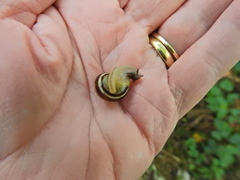 Cepaea nemoralis
