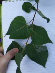 Populus tremuloides