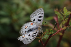 Parnassius apollo