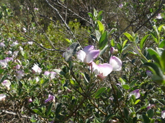 Podalyria myrtillifolia