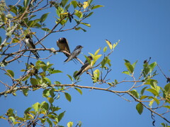 Hirundo rustica erythrogaster