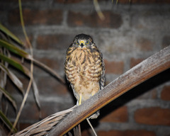 Rupornis magnirostris