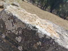 Teloschistaceae