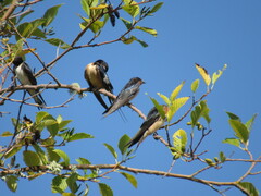 Hirundo rustica erythrogaster