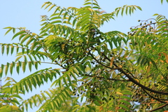 Allospondias lakonensis