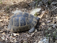 Testudo graeca