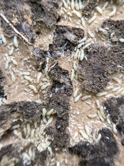 Reticulitermes flavipes