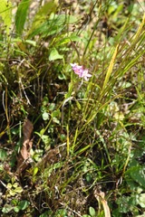 Centaurium erythraea