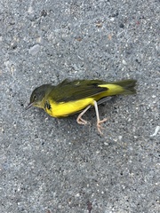 Geothlypis philadelphia