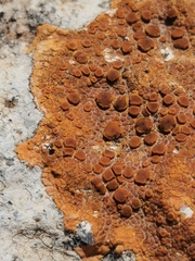 Teloschistaceae