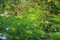 Allospondias lakonensis