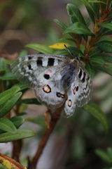 Parnassius apollo