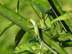 Anolis peynadoi