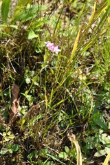 Centaurium erythraea
