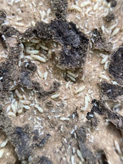 Reticulitermes flavipes