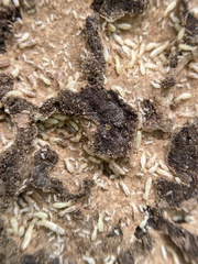 Reticulitermes flavipes