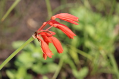 Cyrtanthus brachyscyphus