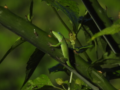 Anolis peynadoi