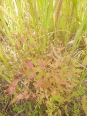 Hypericum virginicum