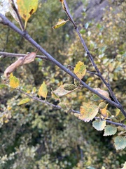 Betula pubescens