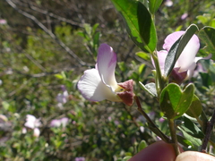 Podalyria myrtillifolia