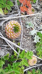 Orostachys spinosa