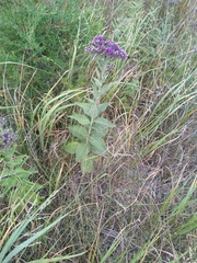 Vernonia baldwinii