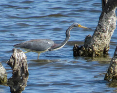 Egretta tricolor